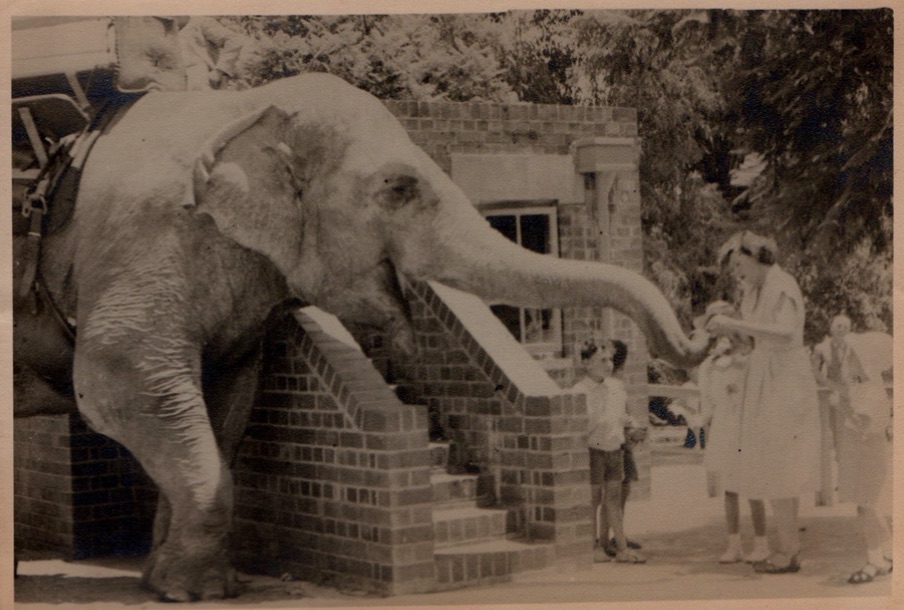 Indian elephant being given peanuts at the Johannesburg Zoo